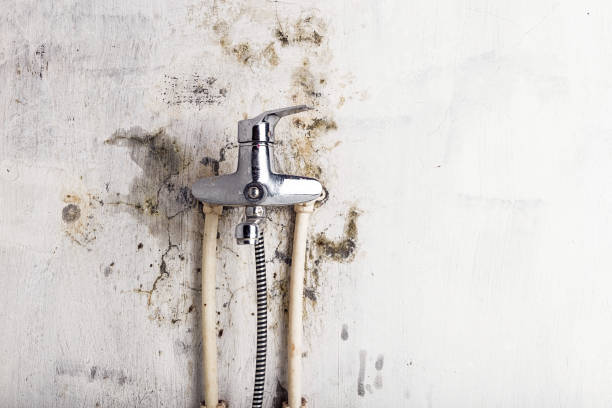 Best Office Mold Removal Services  in Buffalo Grove, IL