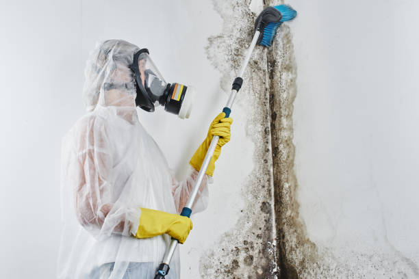 Best Crawl Space Mold Removal  in Buffalo Grove, IL
