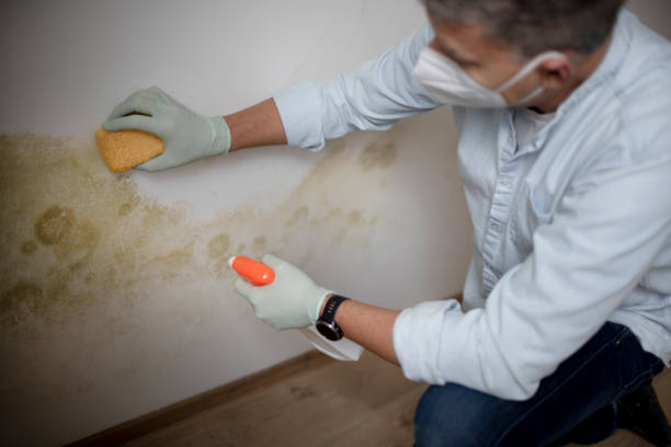 Best Black Mold Removal  in Buffalo Grove, IL