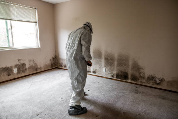 Best Commercial Mold Removal  in Buffalo Grove, IL