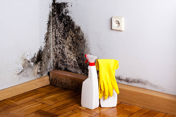 Best Attic Mold Removal  in Buffalo Grove, IL
