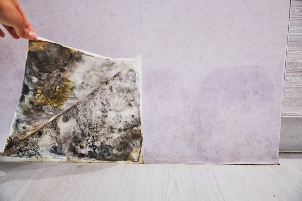 Best Residential Mold Removal  in Buffalo Grove, IL